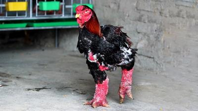 Chăn nuôi gà đông tảo tiết kiệm mang lại hiệu quả kinh tế cao