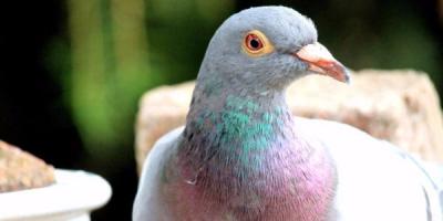 Chim bồ câu Pháp: Hướng dẫn quy trình nuôi