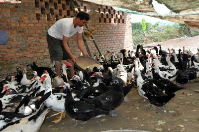Những kinh nghiệm không thể thiếu khi chăn nuôi Ngan Đen
