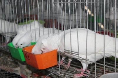 Thức ăn cho chim bồ câu cần nắm