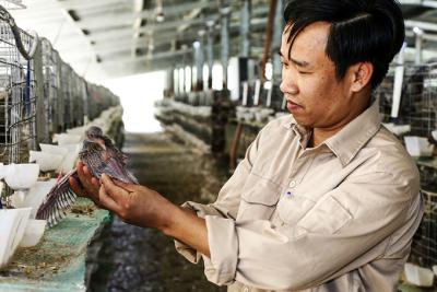 Trang trại nuôi chim bồ câu ở Khánh Hòa lớn nhất, nhì cả nước, thu cả tỷ đồng/tháng