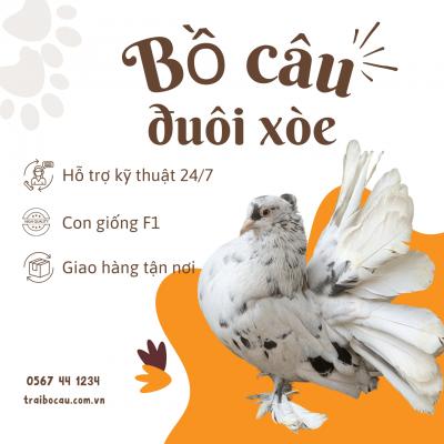 Bồ Câu Đuôi Xòe: 
