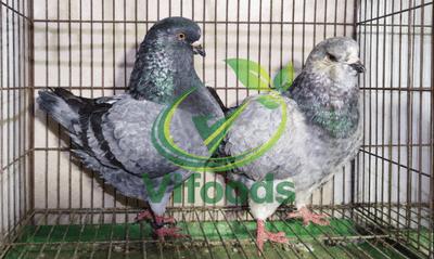 Bồ câu gà mỹ 1 Cặp (5-6 Tháng Tuổi)