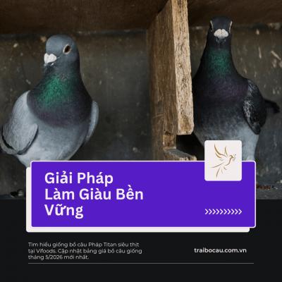 Bồ Câu Pháp Titan Siêu Thịt: Giải Pháp Làm Giàu Bền Vững