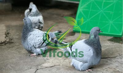 mua bồ câu ở tphcm