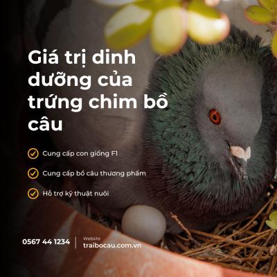 Trứng Chim Bồ Câu: 