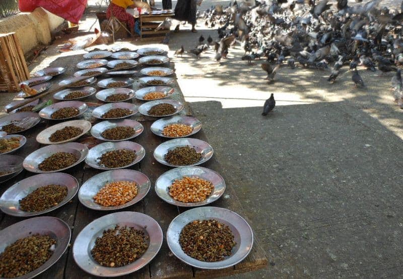 thức ăn cho chim bồ câu